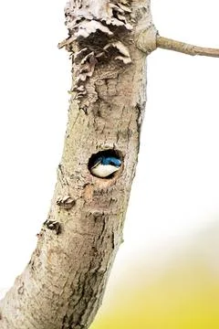 Tree Swallow Stock Photos