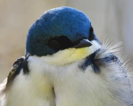 Tree Swallow Stock Photos