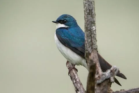 Tree Swallow Foto stock