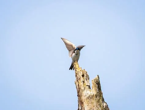 Tree Swallow Stock Photos