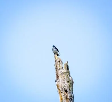 Tree Swallow Stock Photos