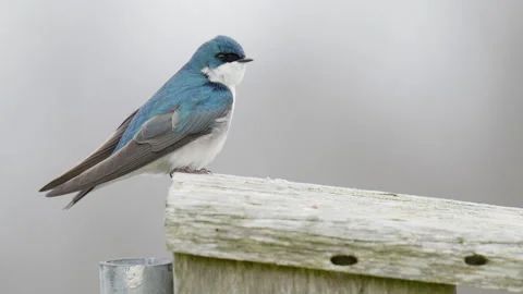 Tree Swallow Preening and Scratching  on Top of Nest Box Stock Footage 270895647