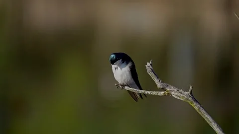 Tree Swallow Preening on Branch with Soft Natural Bokeh Stock Footage 338029969