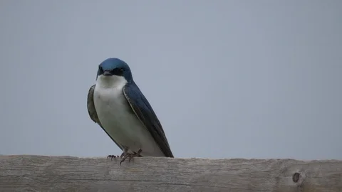 Tree swallow on a rail -- files away 4K 動画素材 107445243
