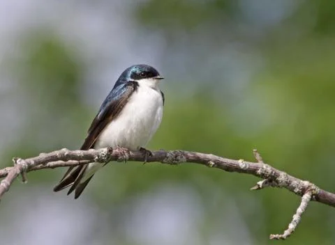 Tree swallow sitting Foto stock