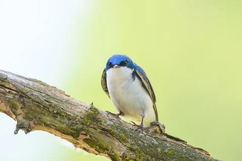 Tree swallow staring down the photographer Stock Photos
