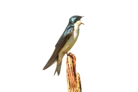 Tree swallow on a stump isolated on white Stock Photos