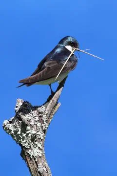 Tree swallow on a stump with nesting material Stock Photos