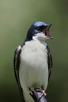 Tree swallow on a stump Stock Photos