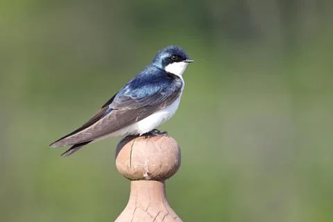 Tree swallow on a stump Stock Photos