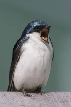 Tree swallow on a stump Stock Photos