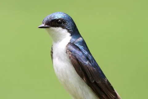 Tree swallow on a stump Stock Photos