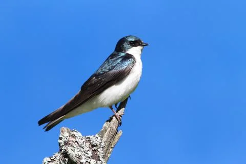Tree swallow on a stump Stock Photos