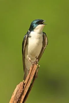 Tree swallow on a stump Stock Photos