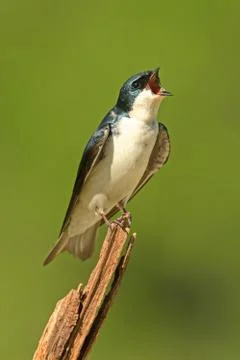 Tree swallow on a stump Stock Photos