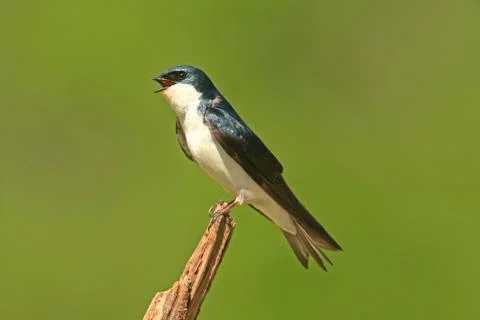 Tree swallow on a stump Stock Photos