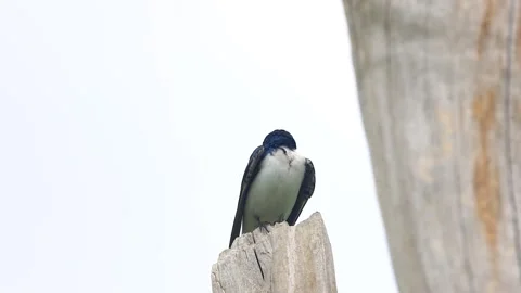 Tree Swallow (Tachycineta bicolor) preening on a tree in a Maggee Marsh, Ohio Video stock 316111673