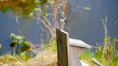 Tree Swallow Taking off from bird house. Stock Footage 133084626