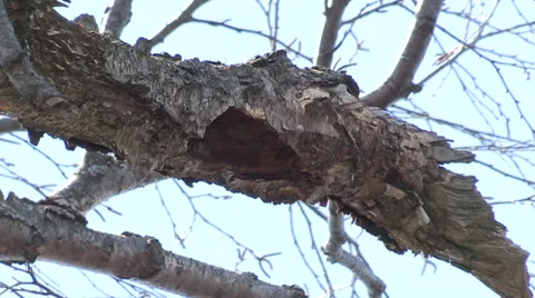 Tree Swallow tries to enter its Nest Stock Footage 49184024