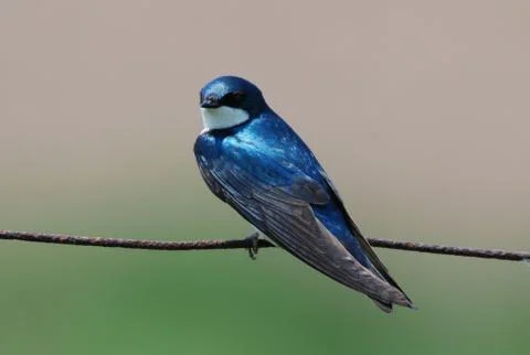 Tree swallow2 Stock Photos