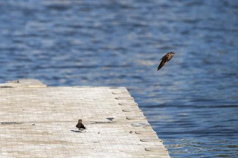 Tree Swallows Flying Over a Dock Stock Photos