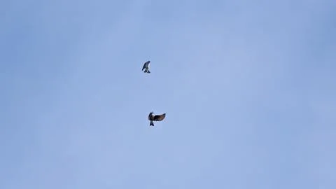Tree Swallows Glide Effortlessly Over the Springtime American Sky Stock Photos