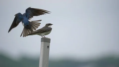 Tree swallows mating 4K Видео 107445286