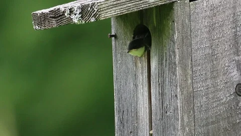 Tree Swallows at Nest Box Stock Footage 113240175