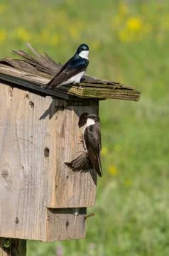 Tree Swallows at nest box. Stock Photos