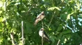 Tree Swallows sitting in green tree on windy day HD Footage