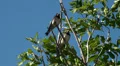 Tree Swallows sitting in green tree on windy day HD Footage
