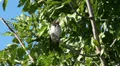 Tree Swallows sitting in green tree on windy day HD Footage