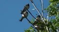 Tree Swallows sitting in green tree on windy day HD Footage