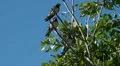 Tree Swallows sitting in green tree on windy day HD Footage