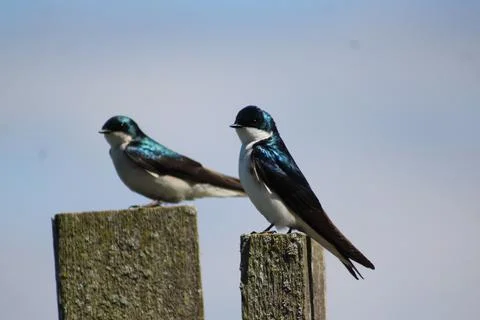 Tree Swallows Sitting On Post Stock Photos