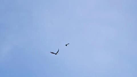 Tree Swallows Soaring Together in the Spring Skies of the USA Stock Photos