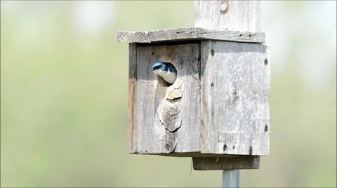Tree swallows swapping places in a nesting box Stock Footage 39328580