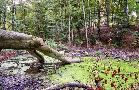 Tree in the swamp at the forest. Stock Photos