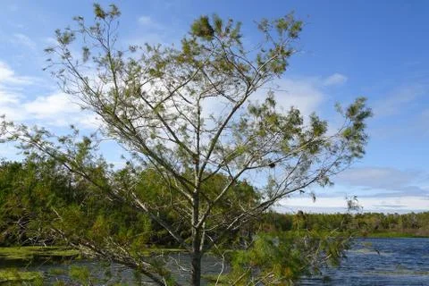 Tree in a swamp Stock Photos