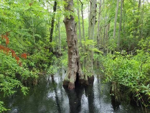 Tree in swamp Stock Photos