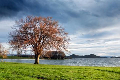 Tree in swamp with sunset light Stock Photos