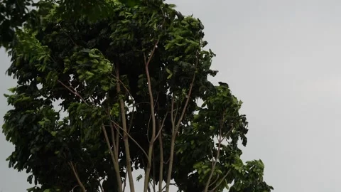 Tree swaying against storm wind Stock Footage 311723963