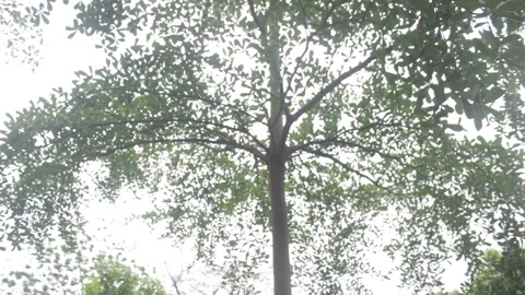 Tree swaying in breeze Видео 331278014