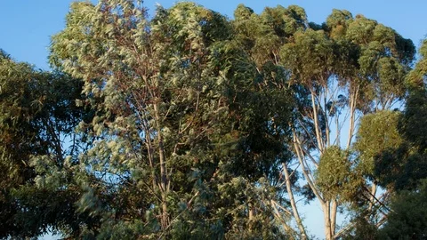 Tree swaying due to heavy breeze Stock Footage 94885293