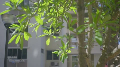 Tree swaying gently in the wind, birds chirping Stock Footage 201319653