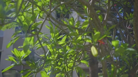 Tree swaying gently in the wind, birds chirping Stock Footage 201319654