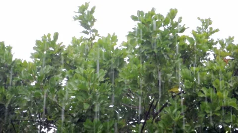 Tree swaying in the rain 動画素材 6530392