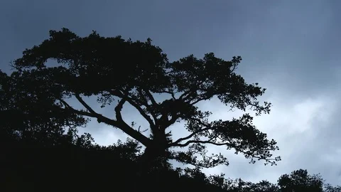Tree swaying in storm Stock Footage 126550995