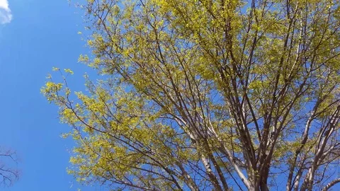 Tree swaying in wind, 4K 스톡 동영상 73347534