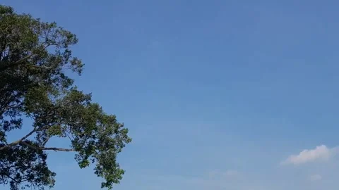 Tree Swaying in the Wind Against Blue Sky Background Stock Footage 319039949